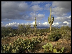 Park Narodowy Saguaro, Kaktusy, Opuncje, Karnegia olbrzymia, Stan Arizona, Stany Zjednoczone, Saguaro, Pustynia, Chmury